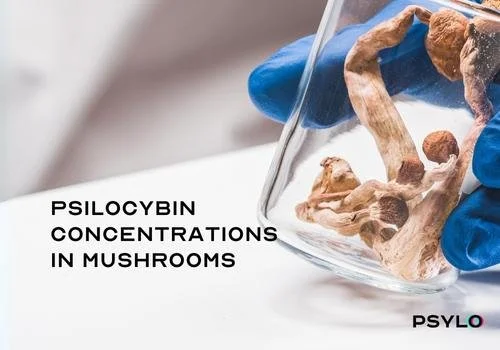 Psychedelic Science Newsletter - August